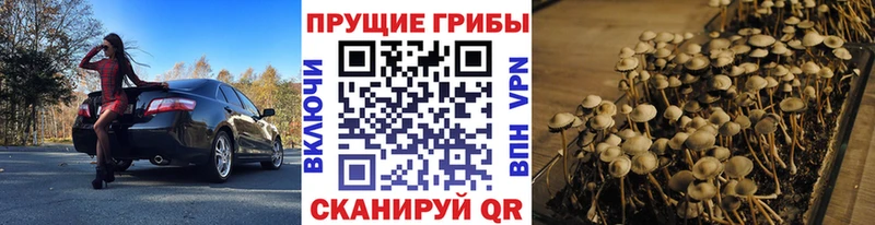 где купить   Монино  Псилоцибиновые грибы мухоморы 